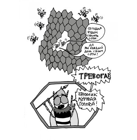 Соты изображение 3