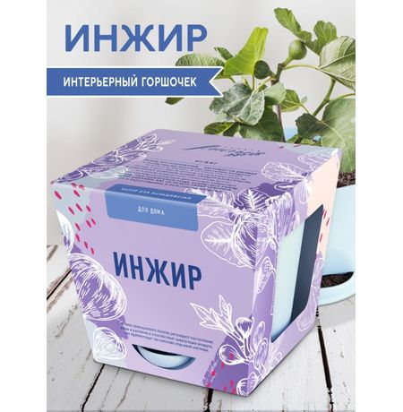 Набор для выращивания - Инжир (Тысяча листьев)