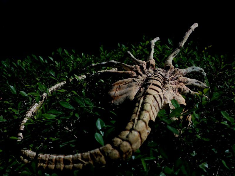 Чужой - Лицехват (Alien - Facehugger) изображение 2