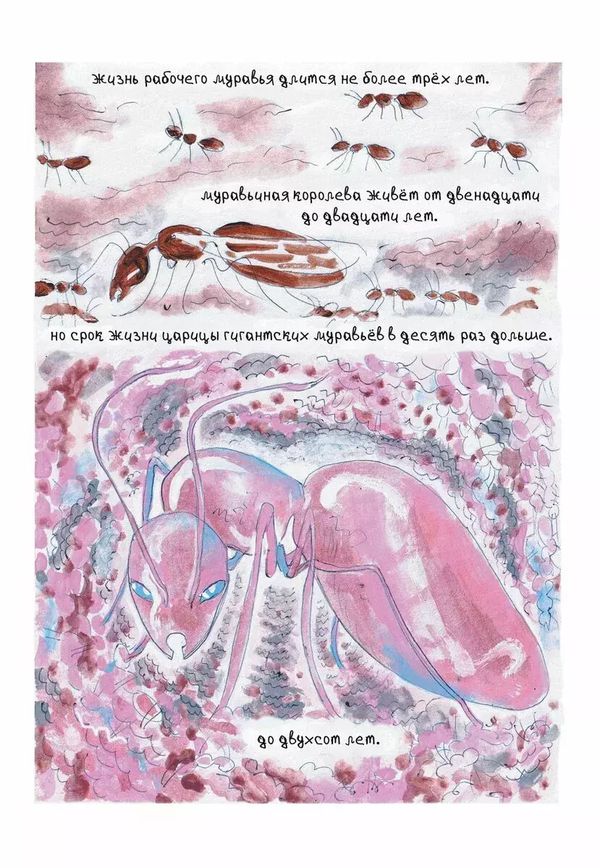 Гигантские Муравьи Новосибирска изображение 3