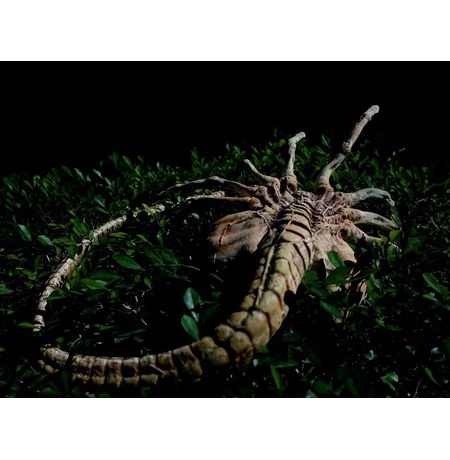 Чужой - Лицехват (Alien - Facehugger) изображение 2
